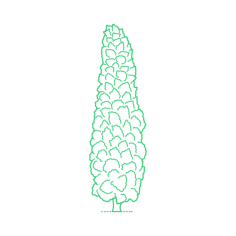 Plants Cypresses Chinese Cypress Line Art Illustration Svg, Free Vectors File